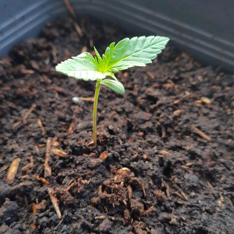 Highke growlog timeline photo