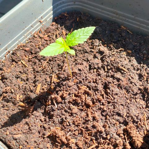 Highke growlog timeline photo