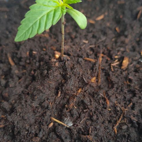 Highke growlog timeline photo