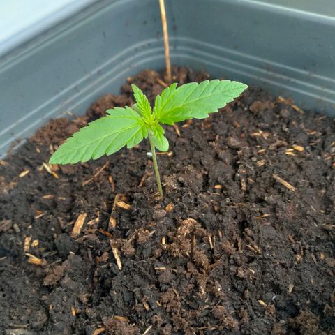 Highke growlog timeline photo