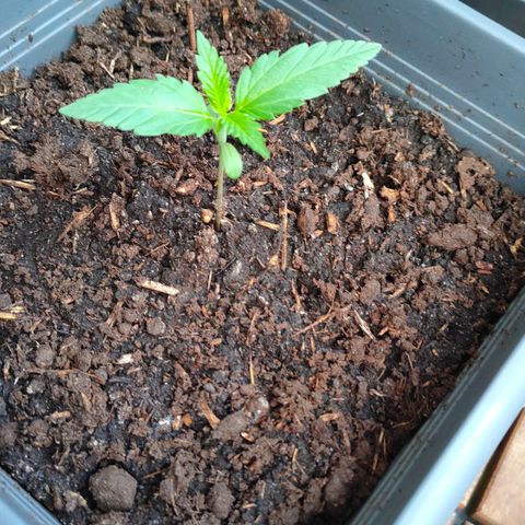 Highke growlog timeline photo