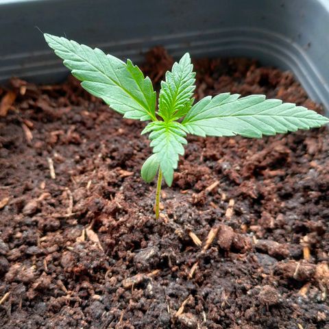 Highke growlog timeline photo