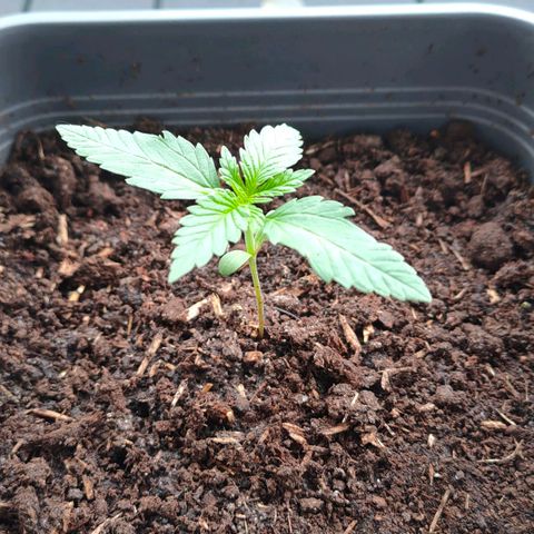 Highke growlog timeline photo