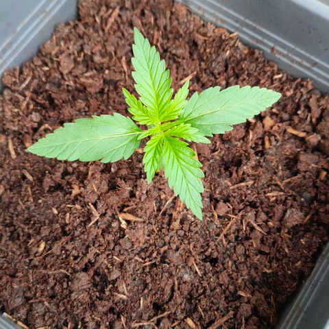 Highke growlog timeline photo