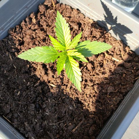 Highke growlog timeline photo