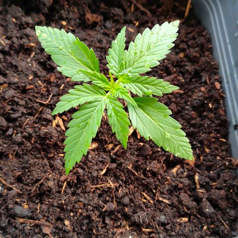 Highke growlog timeline photo