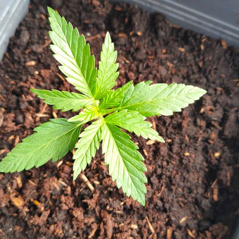 Highke growlog timeline photo