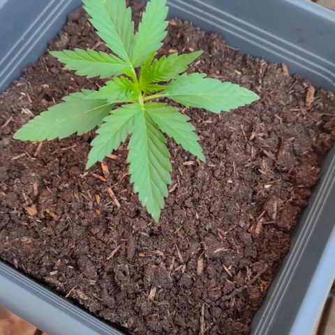 Highke growlog timeline photo