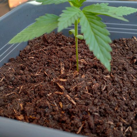 Highke growlog timeline photo