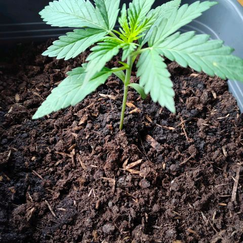 Highke growlog timeline photo