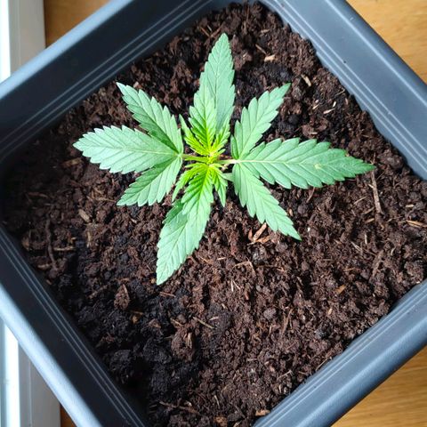 Highke growlog timeline photo