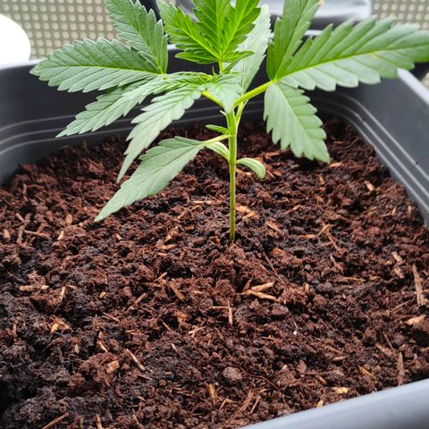 Highke growlog timeline photo