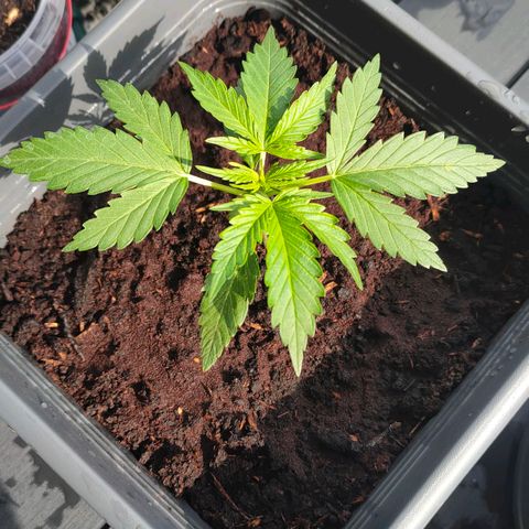 Highke growlog timeline photo