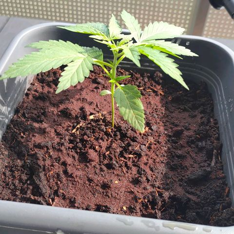 Highke growlog timeline photo