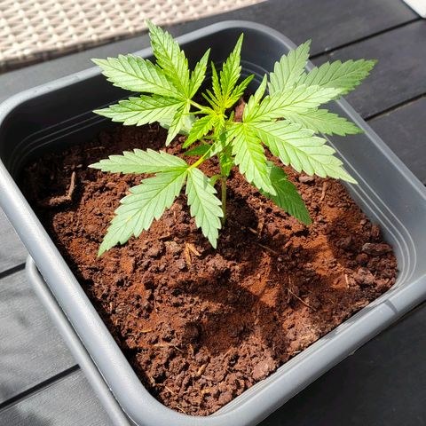 Highke growlog timeline photo