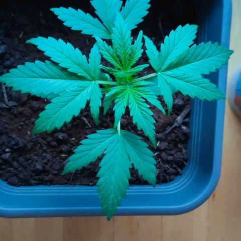 Highke growlog timeline photo