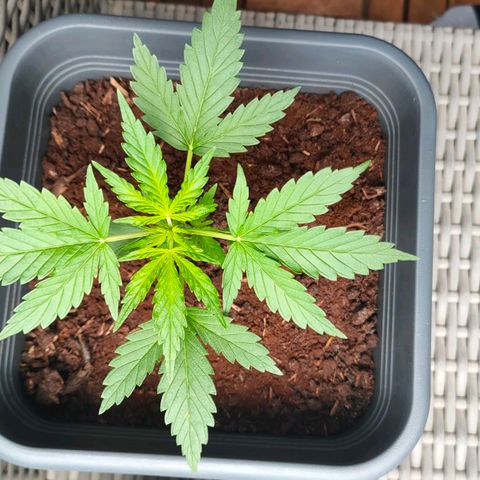 Highke growlog timeline photo