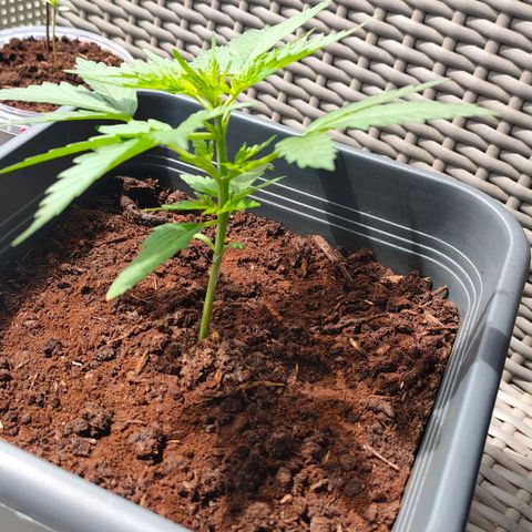 Highke growlog timeline photo