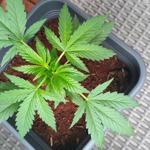 Highke growlog timeline photo