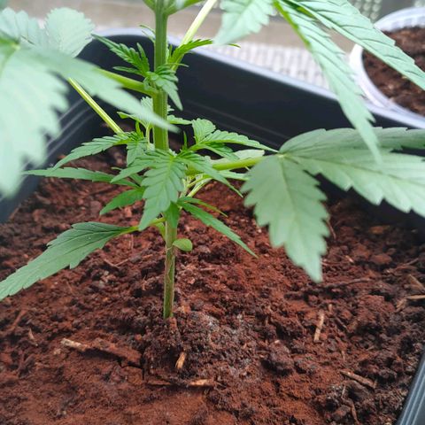 Highke growlog timeline photo