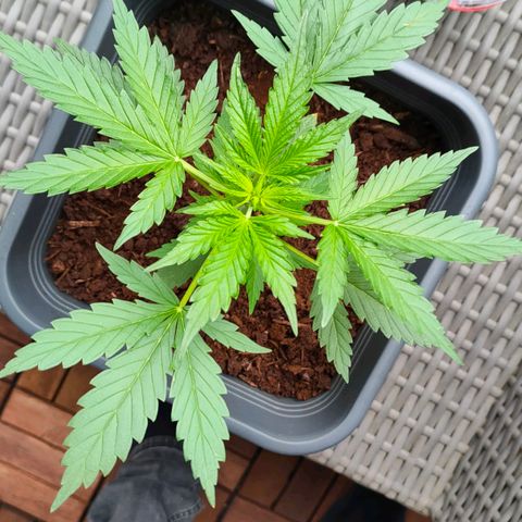 Highke growlog timeline photo