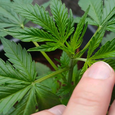 Highke growlog timeline photo