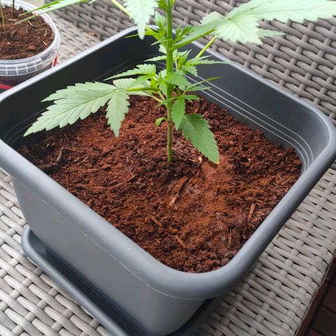 Highke growlog timeline photo
