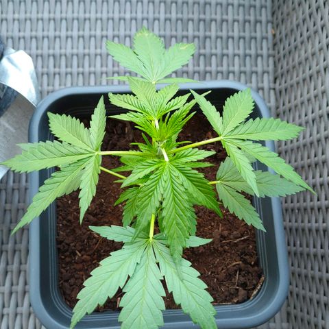 Highke growlog timeline photo