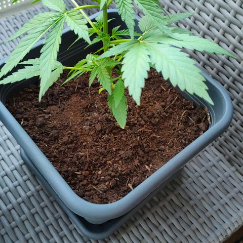Highke growlog timeline photo