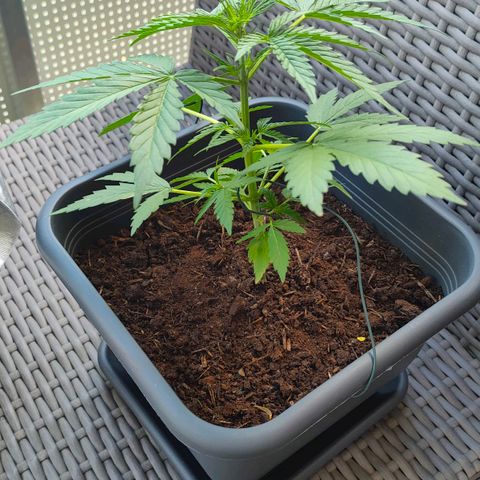 Highke growlog timeline photo