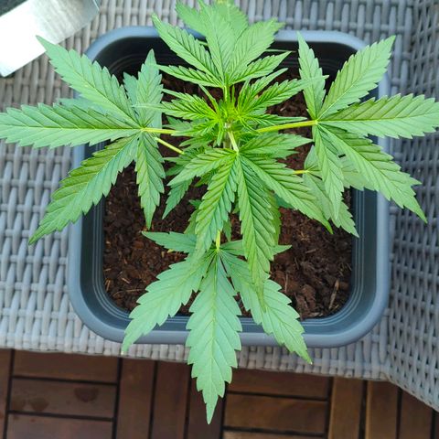 Highke growlog timeline photo