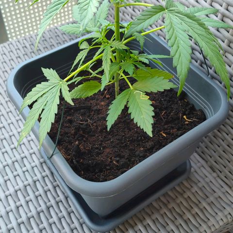 Highke growlog timeline photo