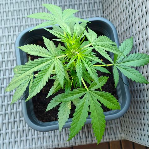 Highke growlog timeline photo