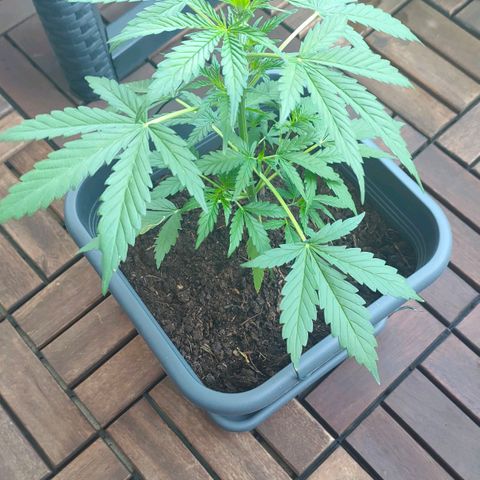 Highke growlog timeline photo