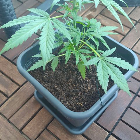 Highke growlog timeline photo