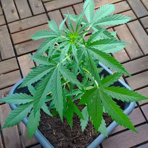 Highke growlog timeline photo
