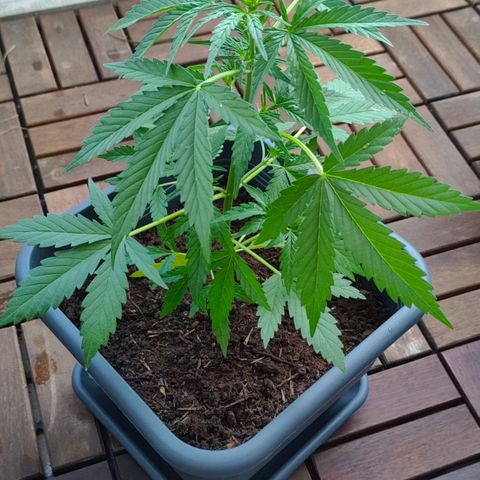 Highke growlog timeline photo