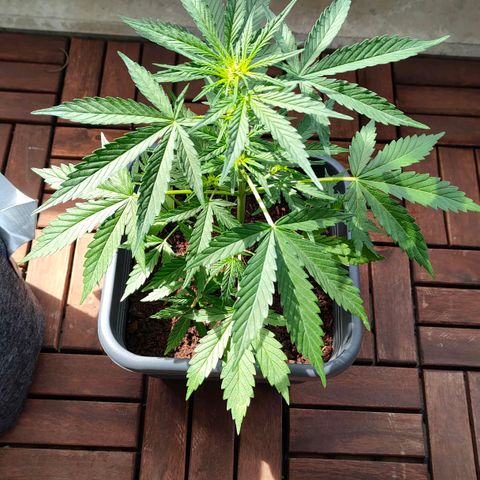 Highke growlog timeline photo