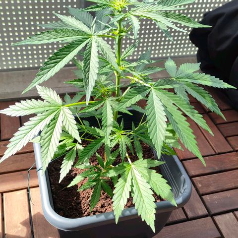 Highke growlog timeline photo