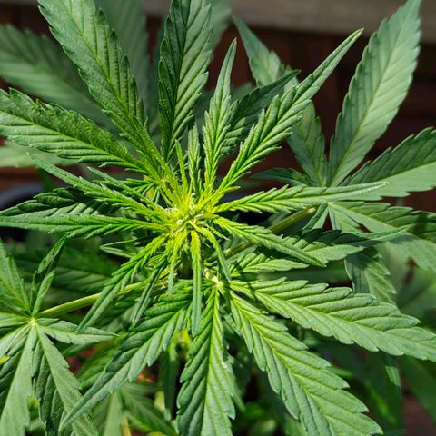 Highke growlog timeline photo
