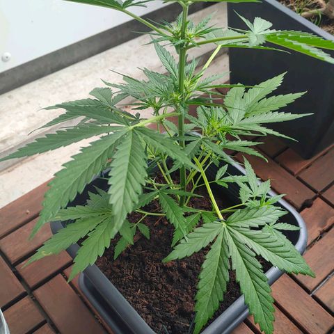 Highke growlog timeline photo