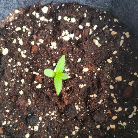 Budtina growlog timeline photo