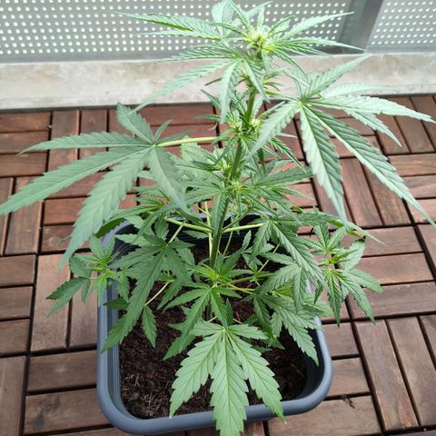 Highke growlog timeline photo