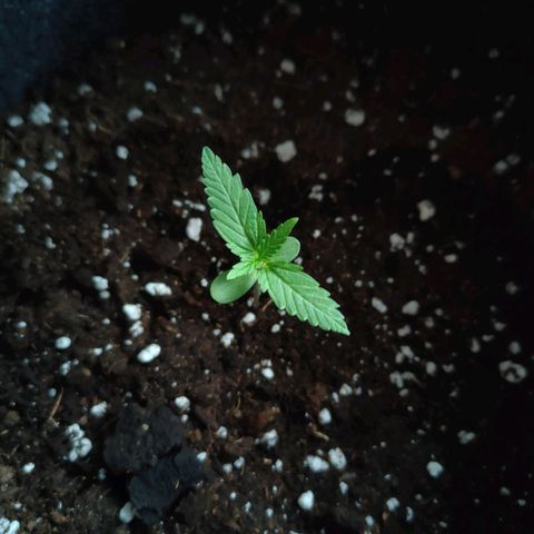 Budtina growlog timeline photo