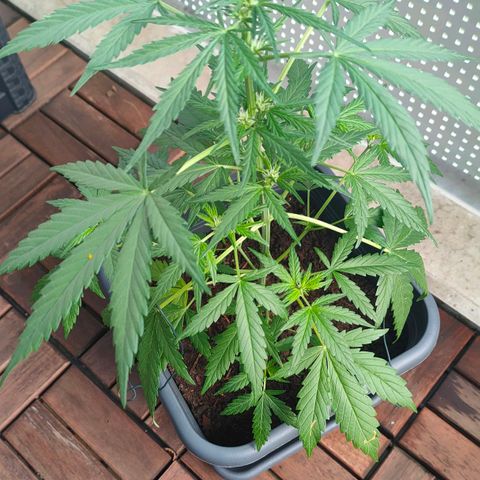 Highke growlog timeline photo