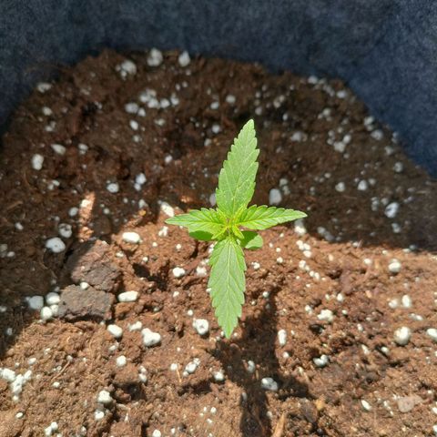 Budtina growlog timeline photo