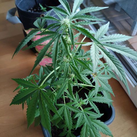 Highke growlog timeline photo