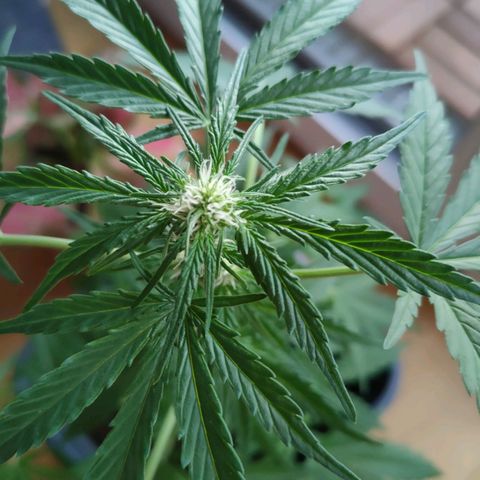 Highke growlog timeline photo