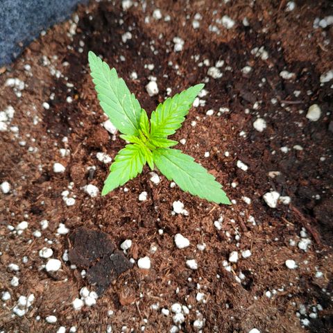 Budtina growlog timeline photo