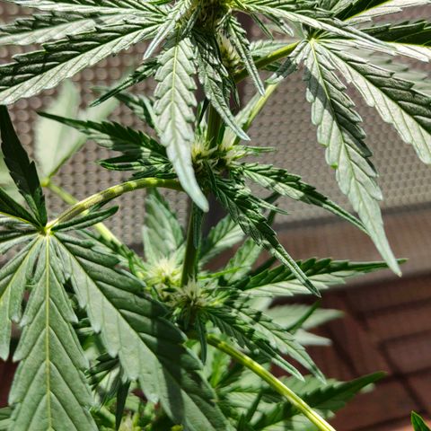 Highke growlog timeline photo